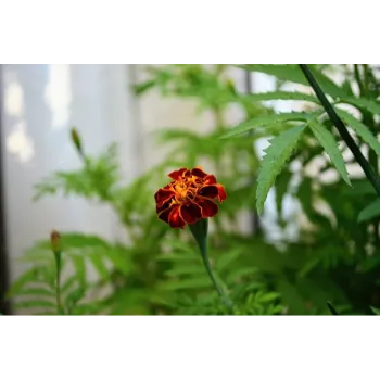 Fresh Marigold Flowers